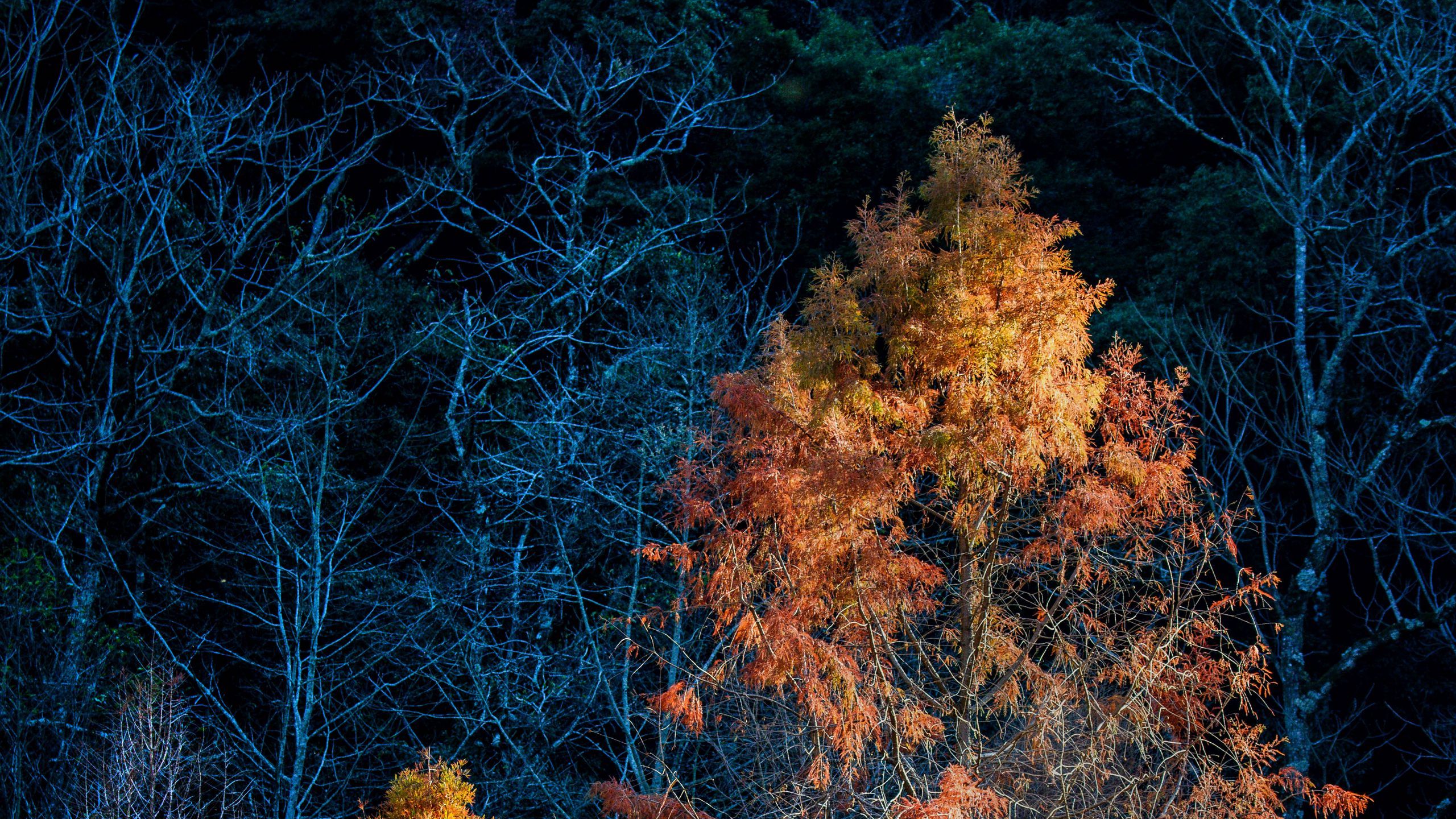 Download wallpaper 2560x1440 trees, autumn, dark, branches widescreen 16:9 HD background
