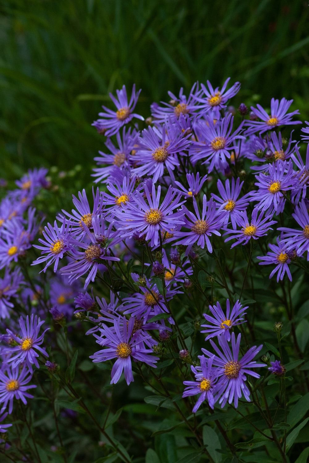 Aster Picture. Download Free Image