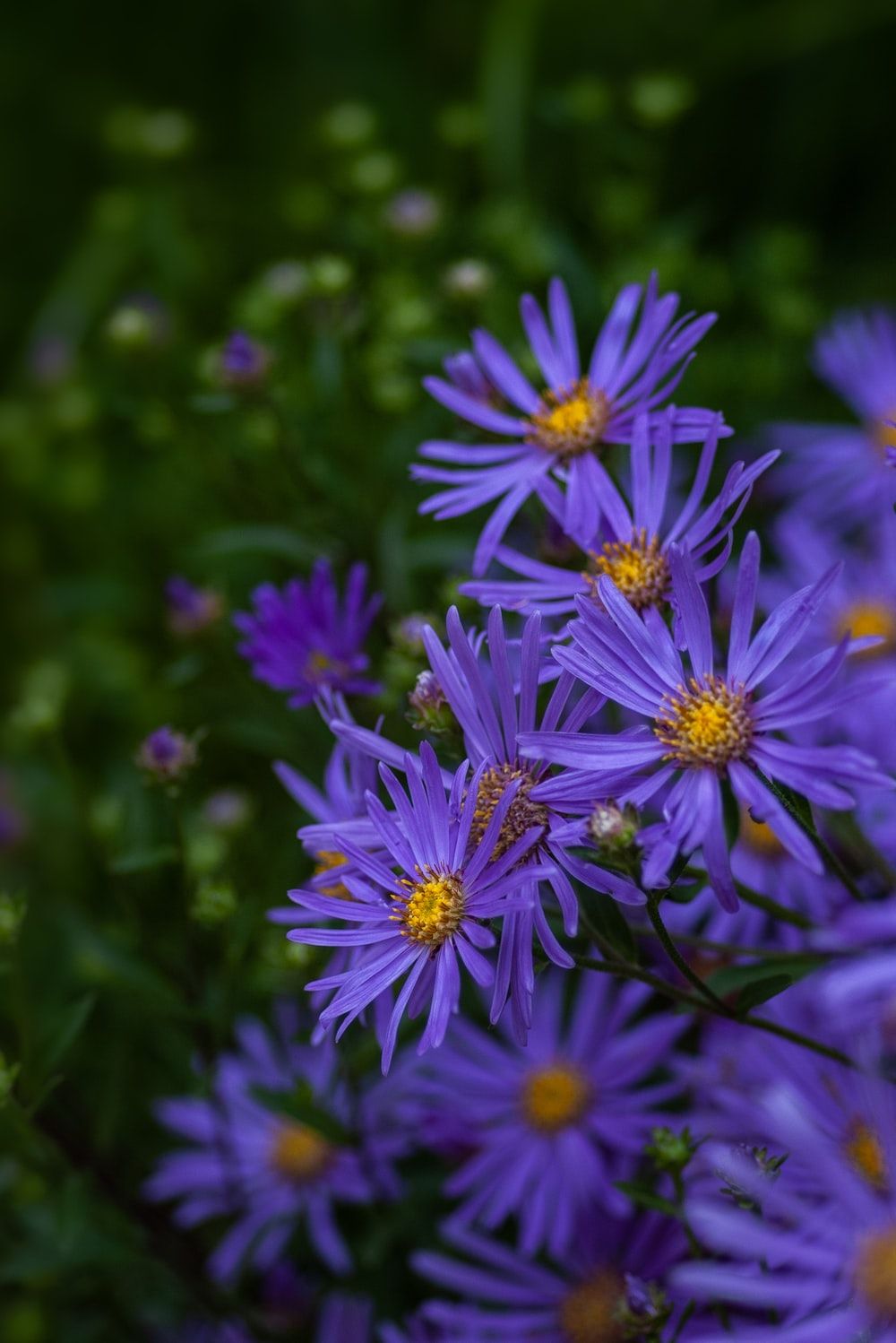 Aster Wallpapers - Wallpaper Cave