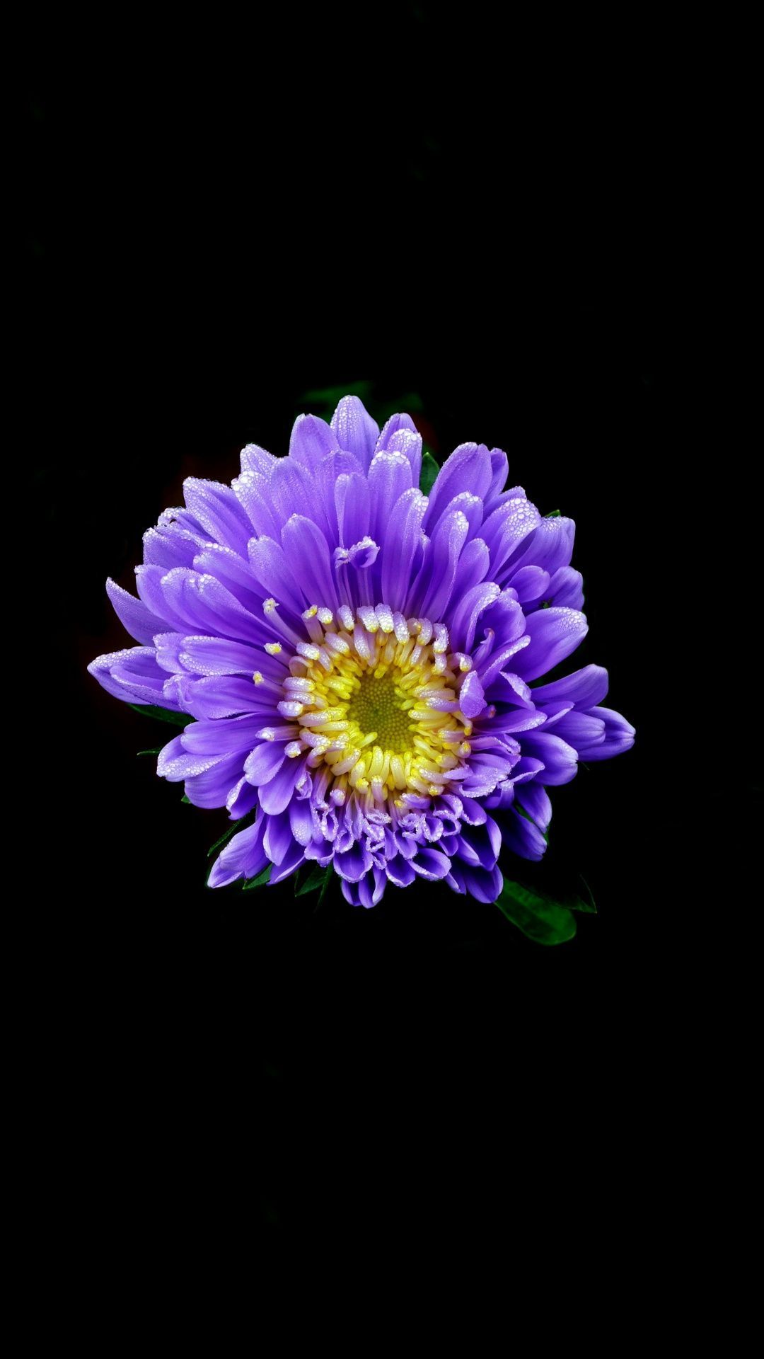 Aster flower, blue, portrait, 1080x1920 wallpaper. Aster flower, Flowers photography, Purple flowers
