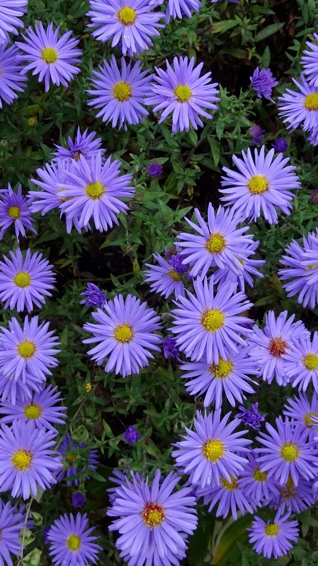 Many Blue Aster Flowers 1080x1920 IPhone 8 7 6 6S Plus Wallpaper, Background, Picture, Image