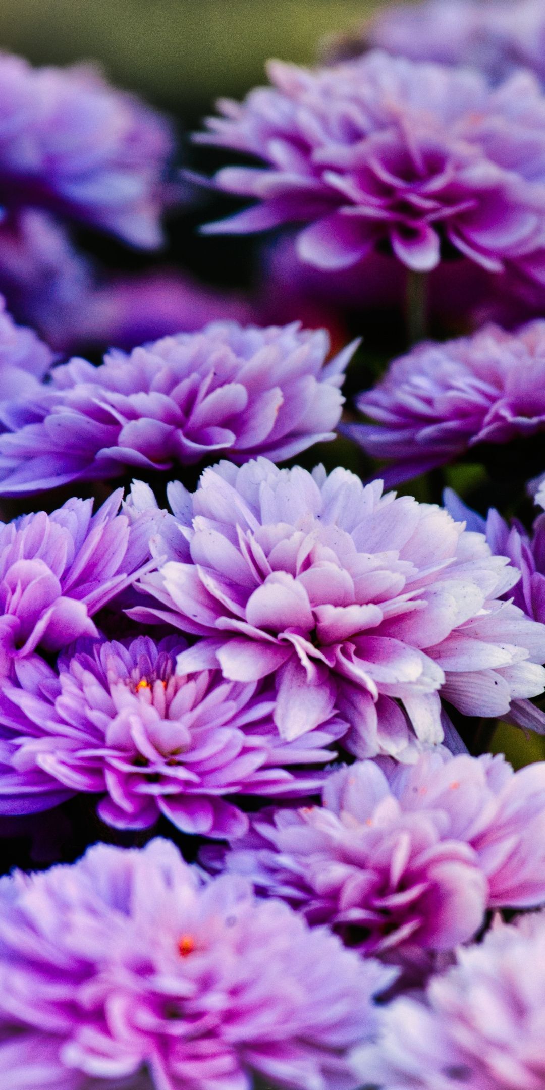 Asters, bright, blue flowers, blossom, 1080x2160 wallpaper. Beautiful flowers, Flowers photography, Flowers