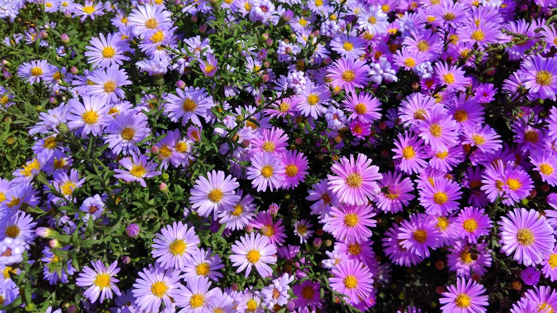 Wallpaper Pink aster flowers 1920x1080 Full HD 2K Picture, Image