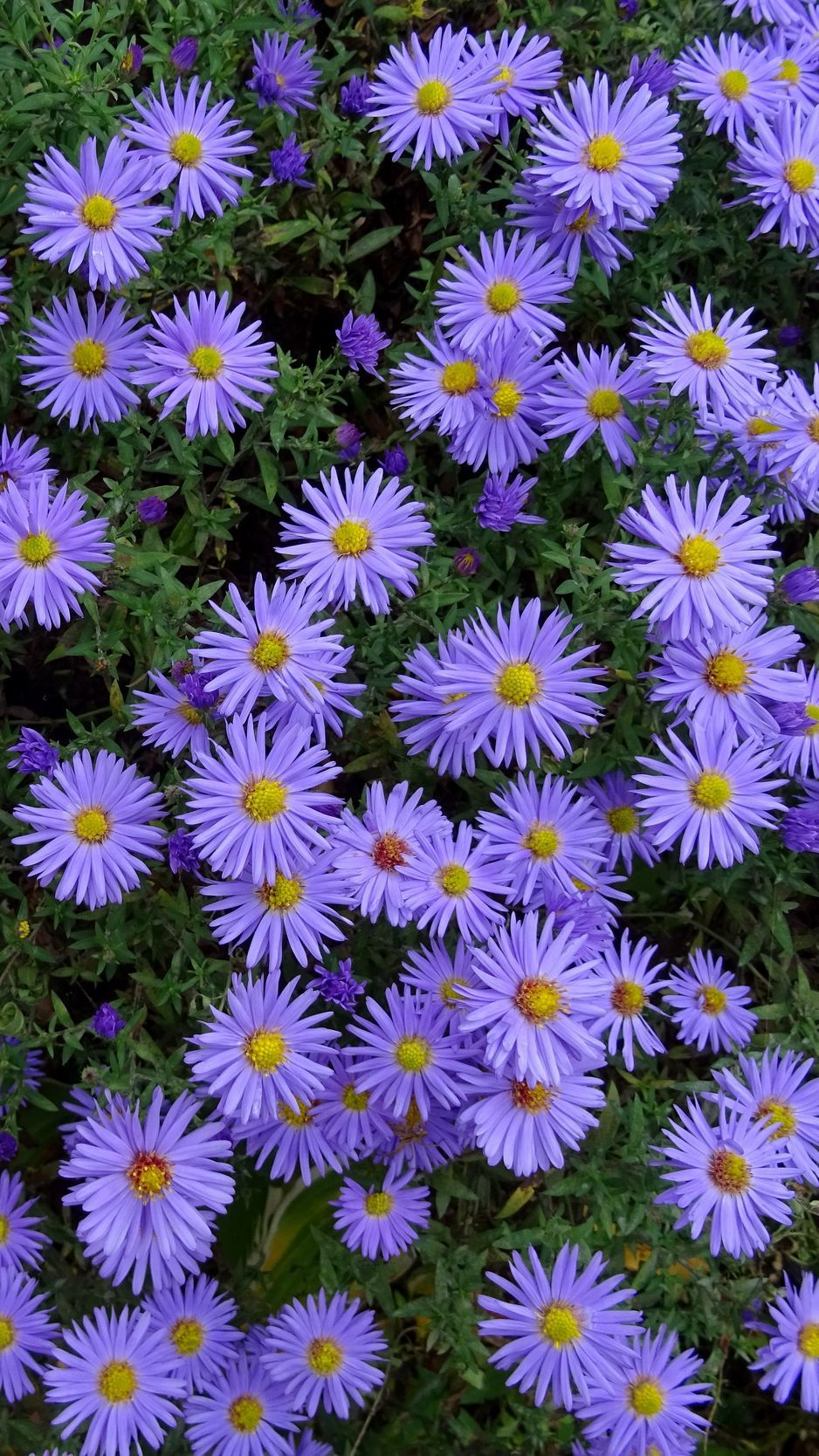 Download Wallpaper 938x1668 Asters, Flowers, Flower Bed Iphone 8 7 6s 6 For Parallax HD Background