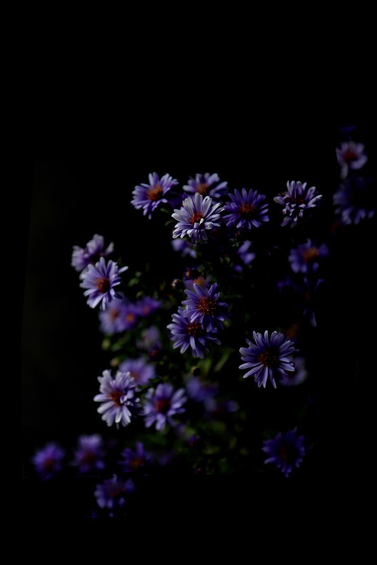 asters. STILL (mary jo hoffman). Flower background wallpaper, Black background wallpaper, Dark flowers