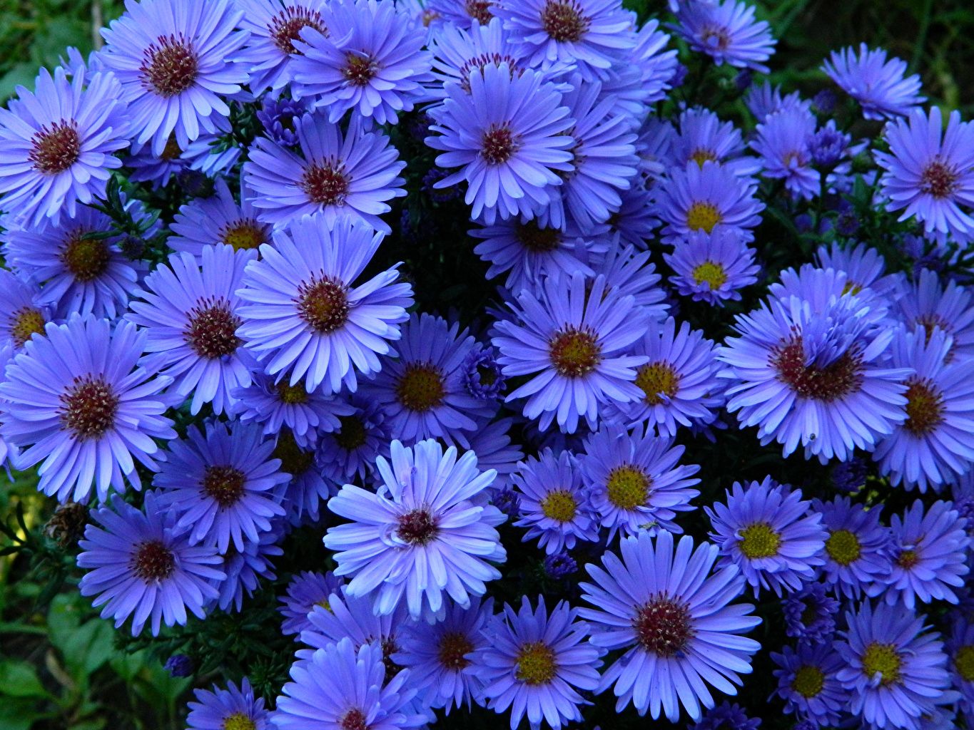 Wallpaper Light Blue Asters Flowers Closeup
