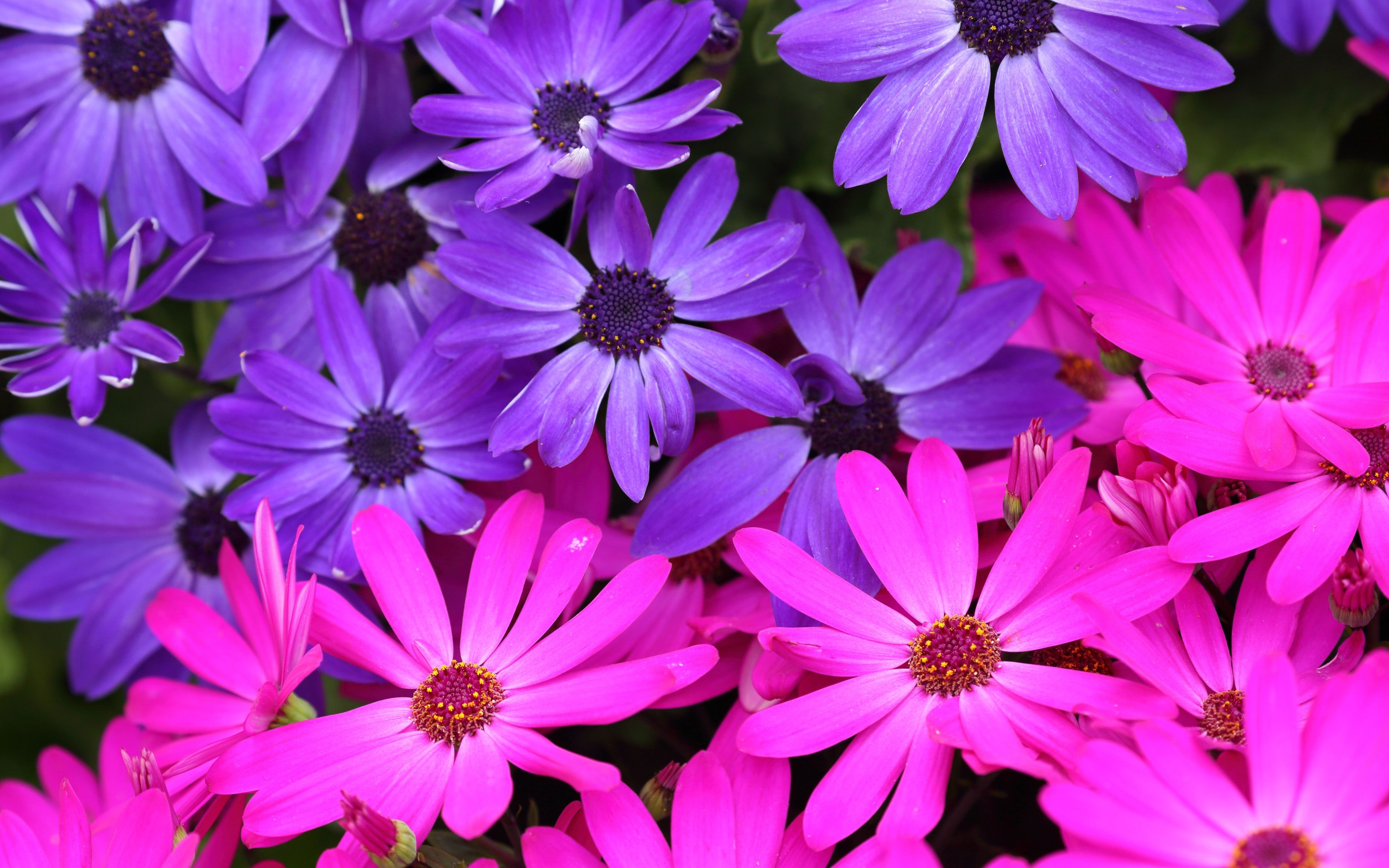 Download wallpaper purple aster, macro, beautiful flowers, purple flowers, asters, Osteospermum for desktop with resolution 3840x2400. High Quality HD picture wallpaper