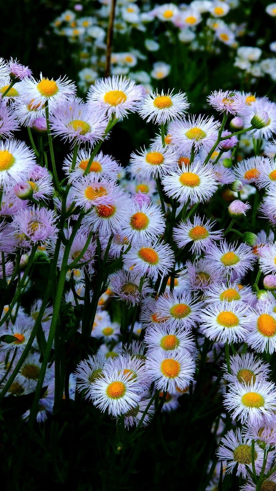 Download Wallpaper 938x1668 Aster, Flowers, Flowerbed, Many Iphone 8 7 6s 6 For Parallax HD Background