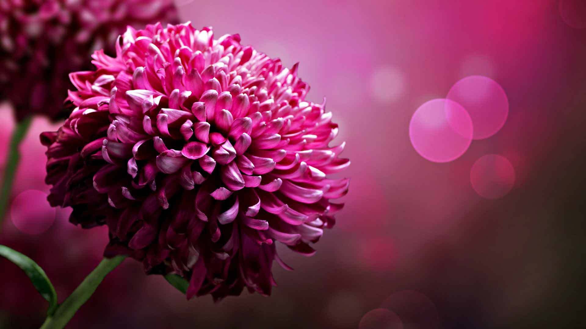 Beautiful flower aster Desktop wallpaper 1920x1080