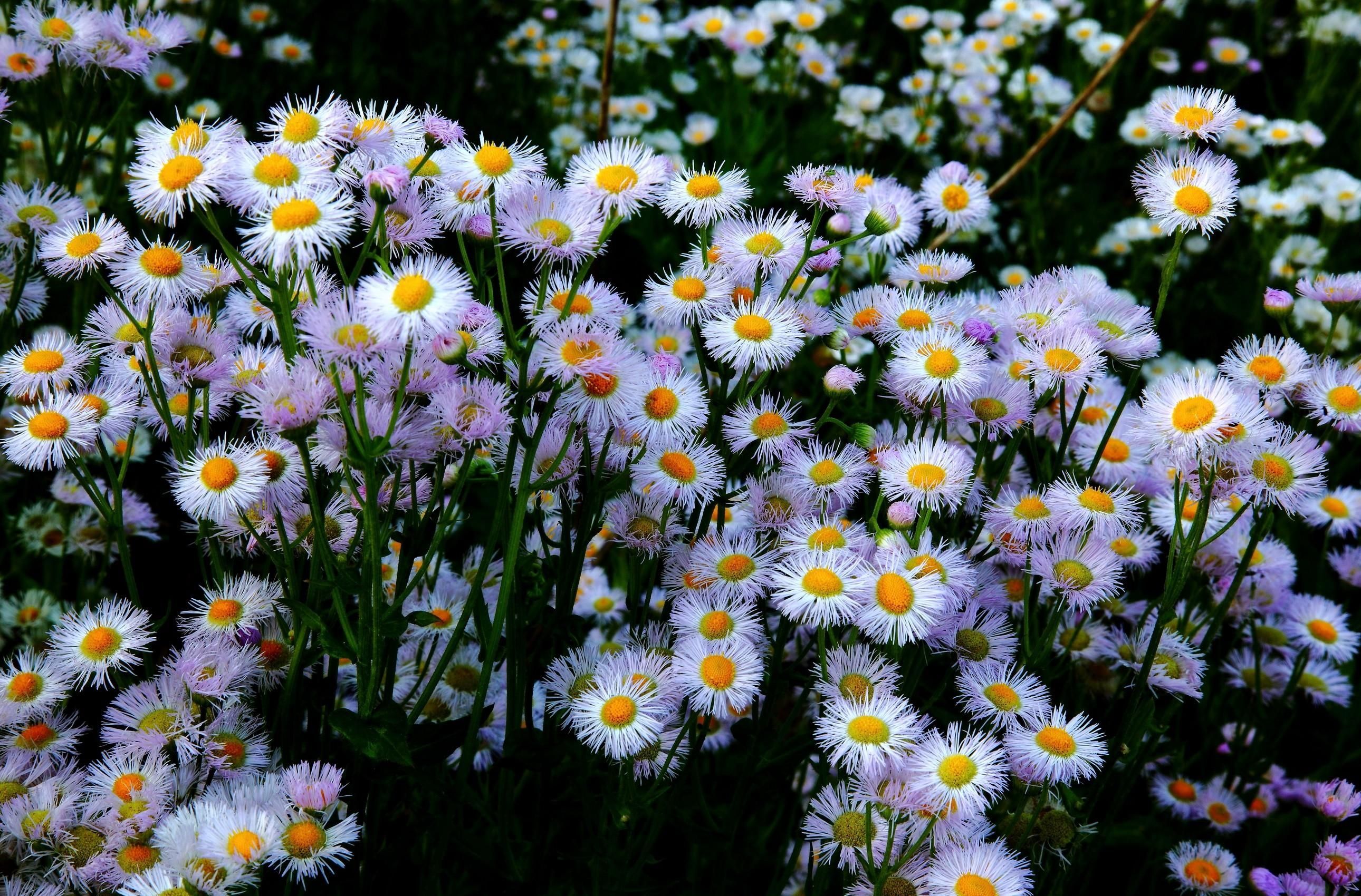 Download wallpaper 2580x1700 aster, flowers, flowerbed, many HD background
