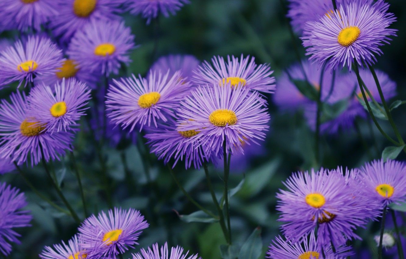 Aster Wallpapers - Wallpaper Cave