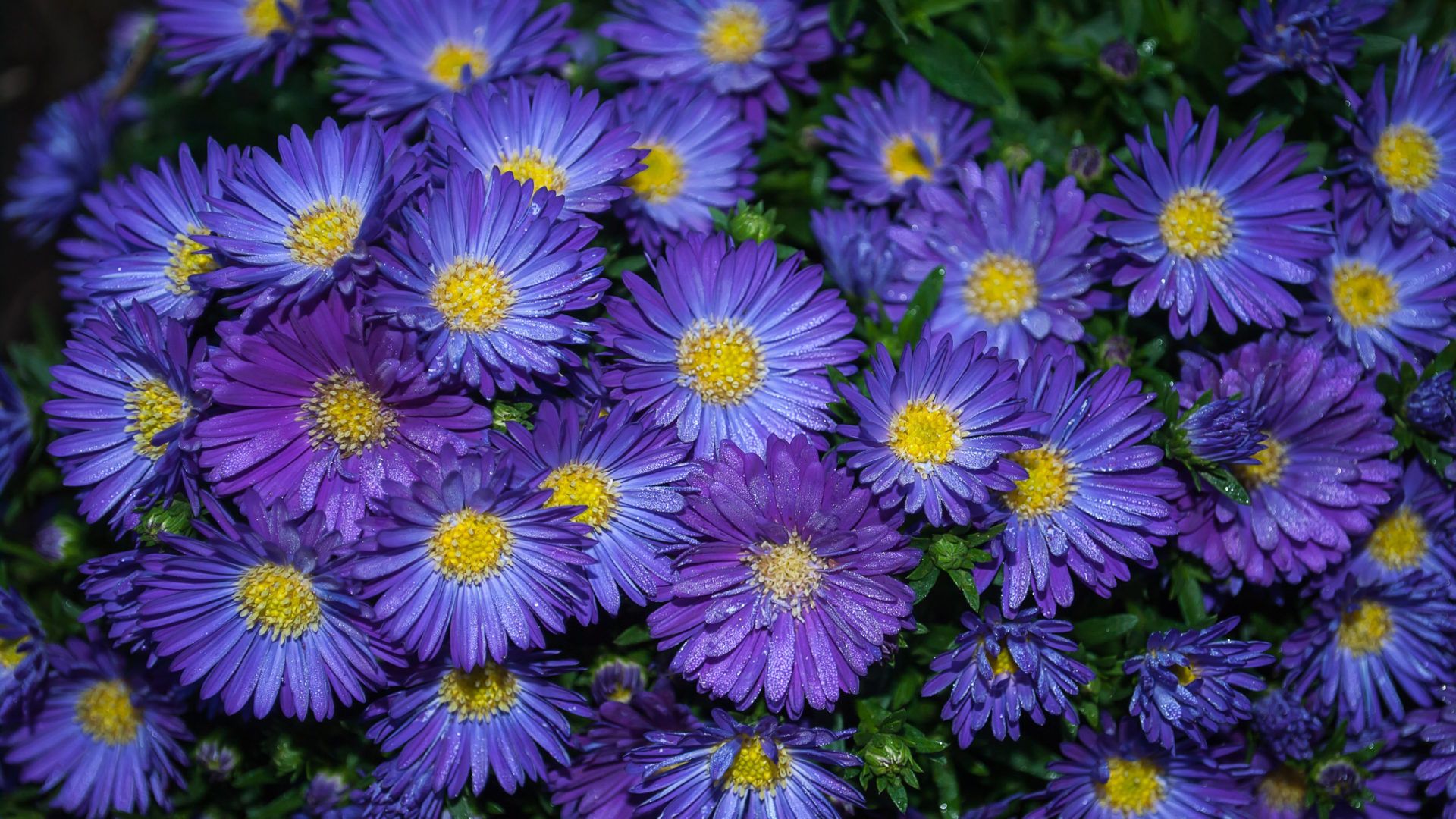 Plants Aster Decorative Purple Flower Desktop HD Wallpaper For Pc Tablet And Mobile Download 3840x2400, Wallpaper13.com