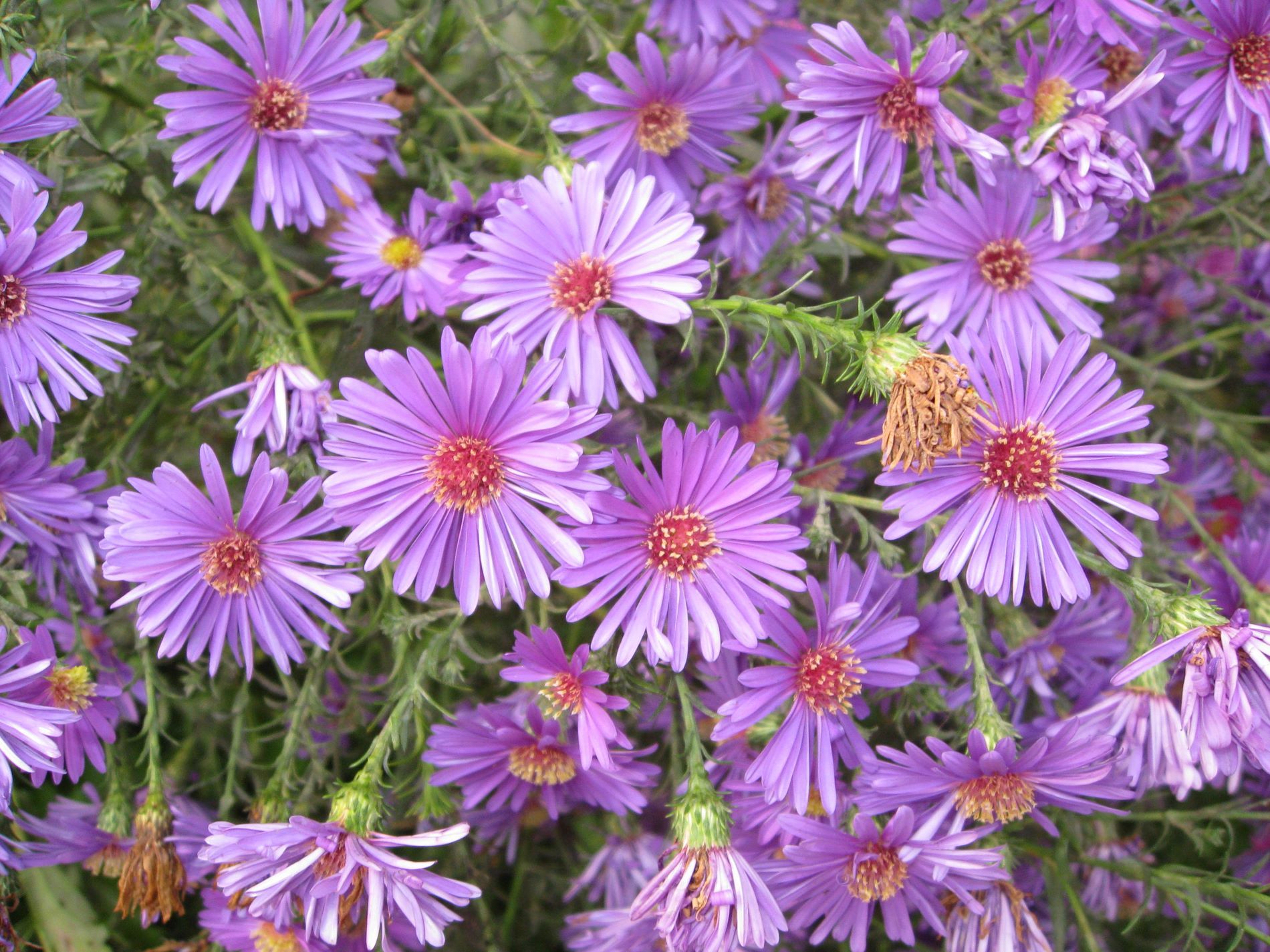 Aster Flowers Photo Flowers (asteraceae family) photo