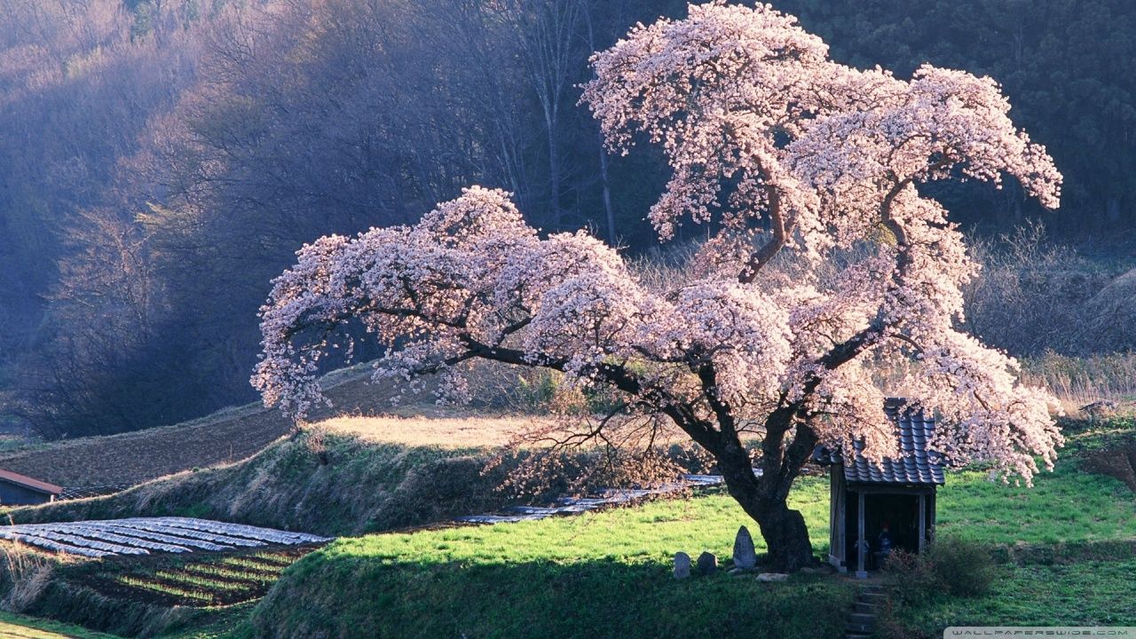 Spring in Japan Ultra HD Desktop Background Wallpaper for 4K UHD TV, Tablet