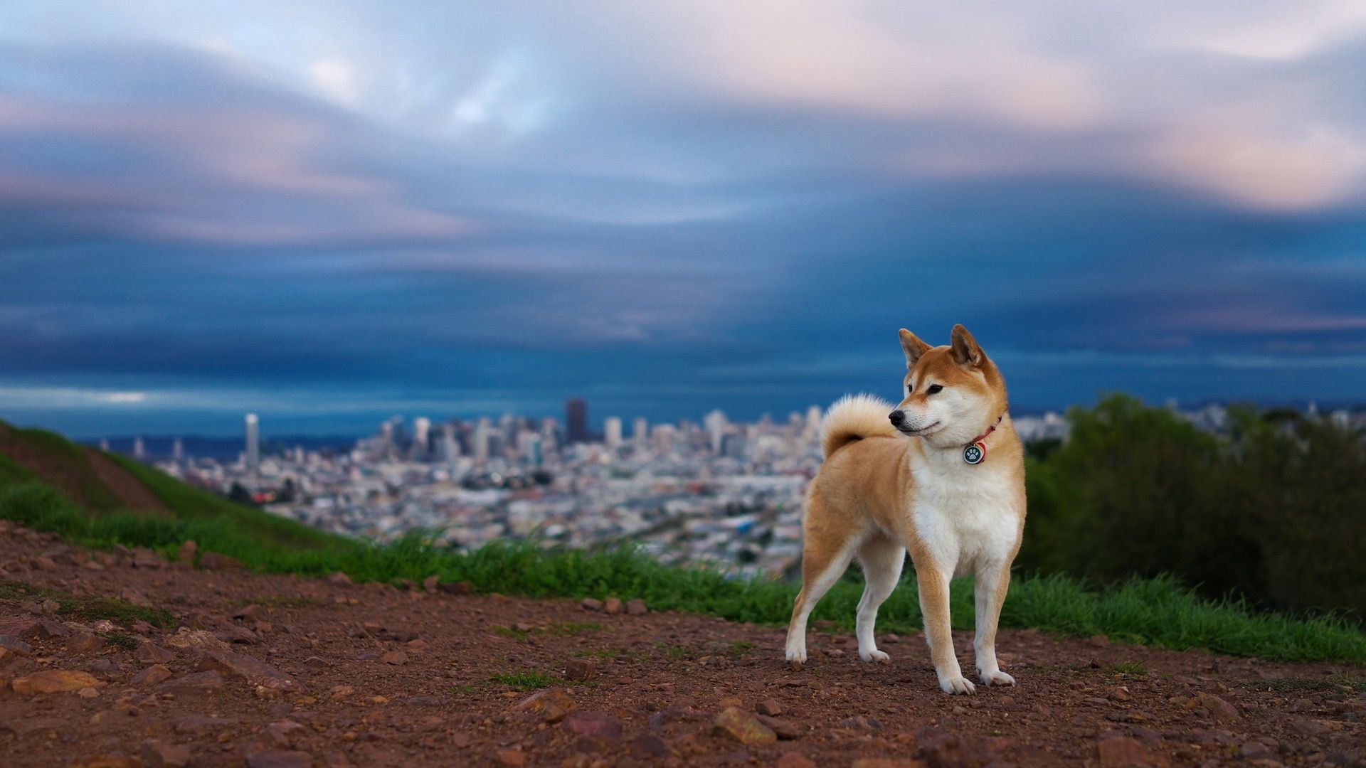 Download Free Siberian Husky Wallpaper Pixelstalk siberian Inu Wallpaper Desktop