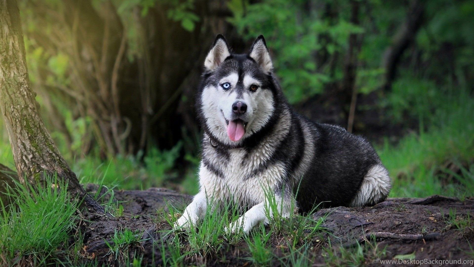 Syberian Husky Computer Wallpapers - Wallpaper Cave