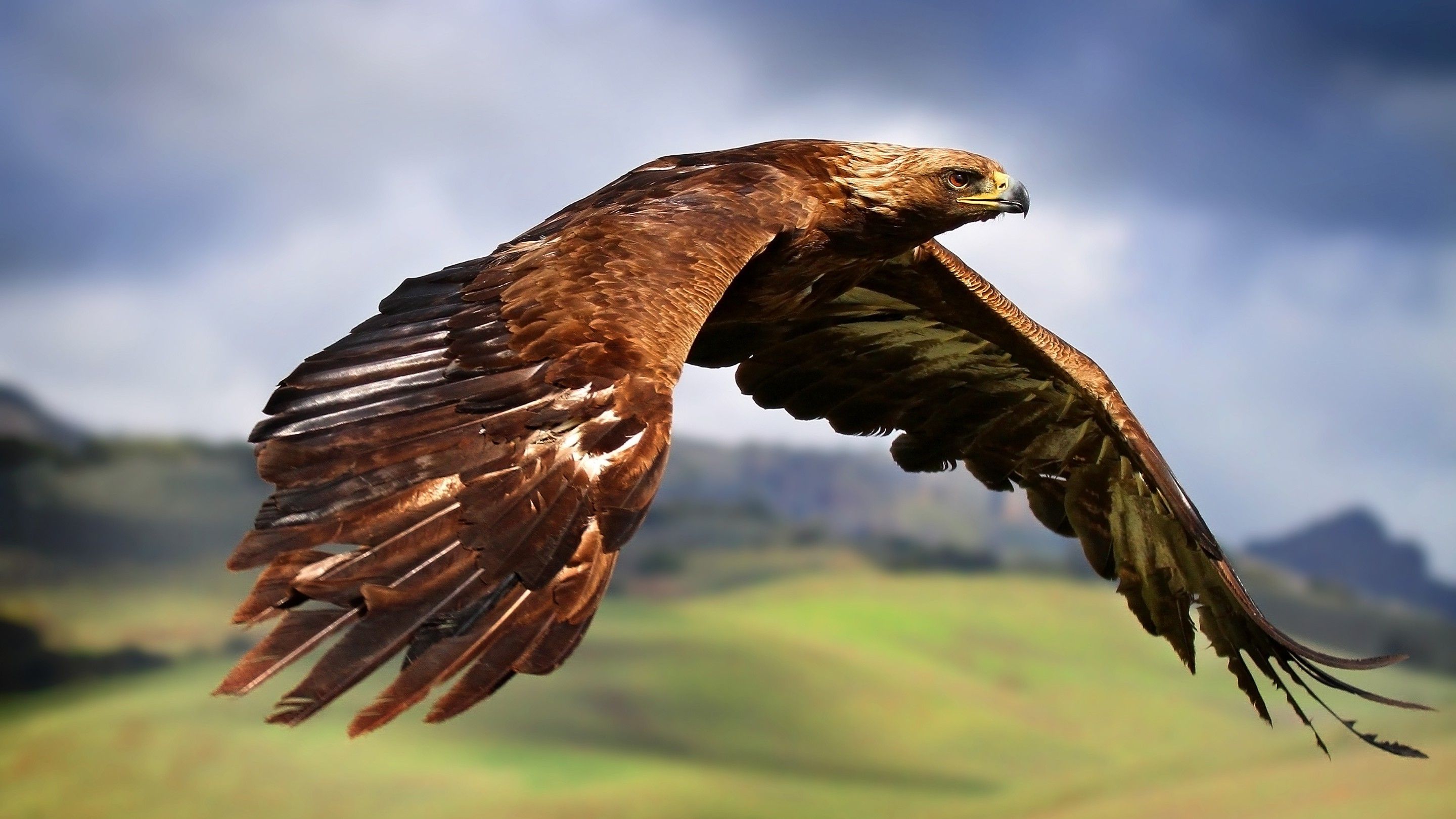 hawks, Animals, Birds, Flying, Eagle Wallpaper HD / Desktop and Mobile Background. Eagle wallpaper, Eagle in flight, Eagle image