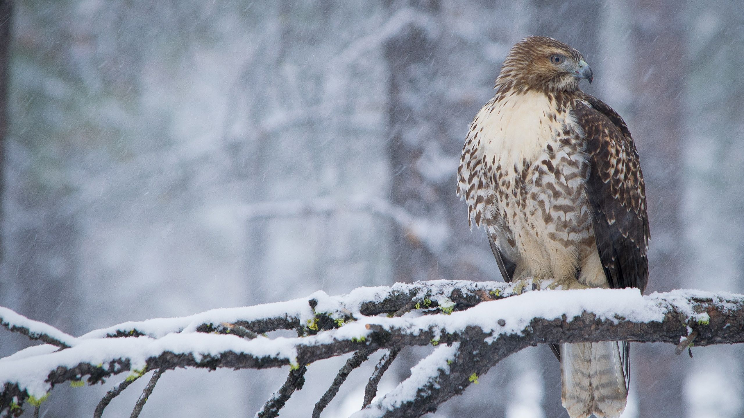 Desktop Wallpaper Hawk Birds Red Tailed Hawk Winter Snow 2560x1440