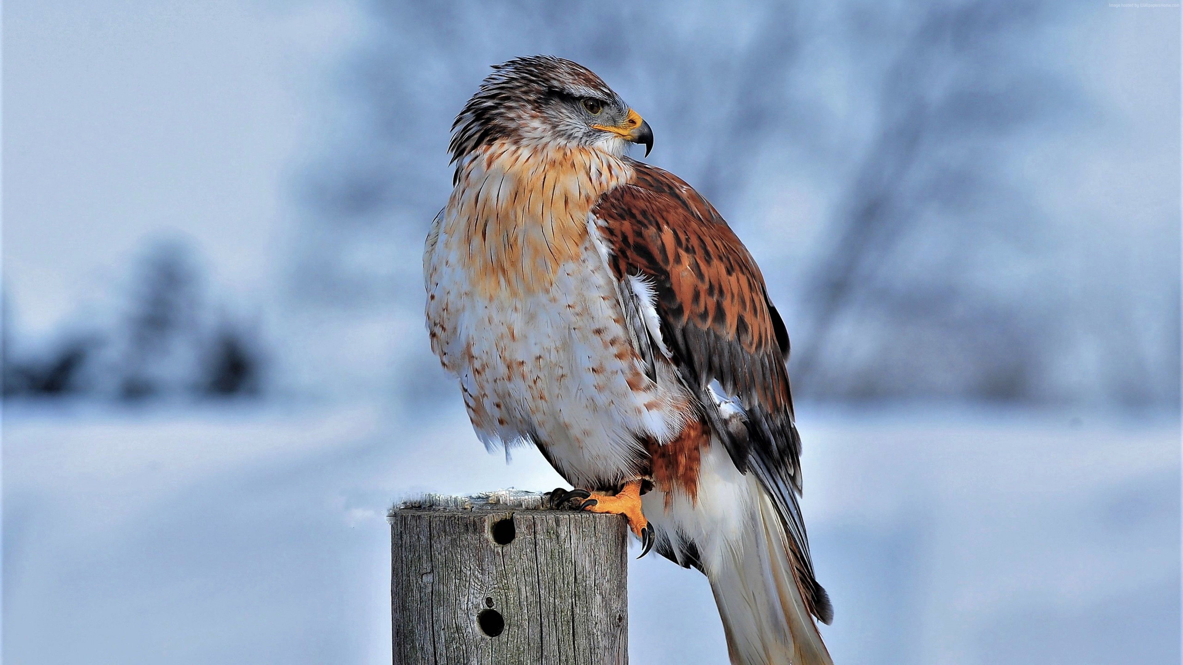 Hawk In Snow 4k, HD Birds, 4k Wallpaper, Image, Background, Photo and Picture