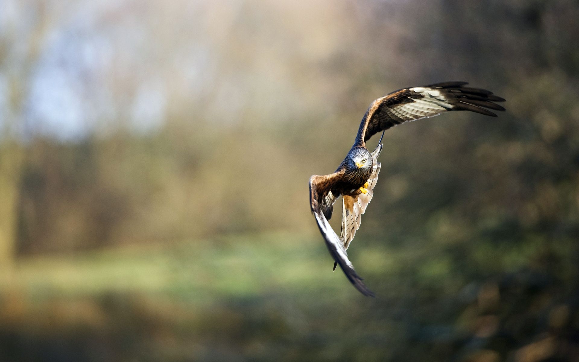 hawk flight Desktop Wallpaperk HD