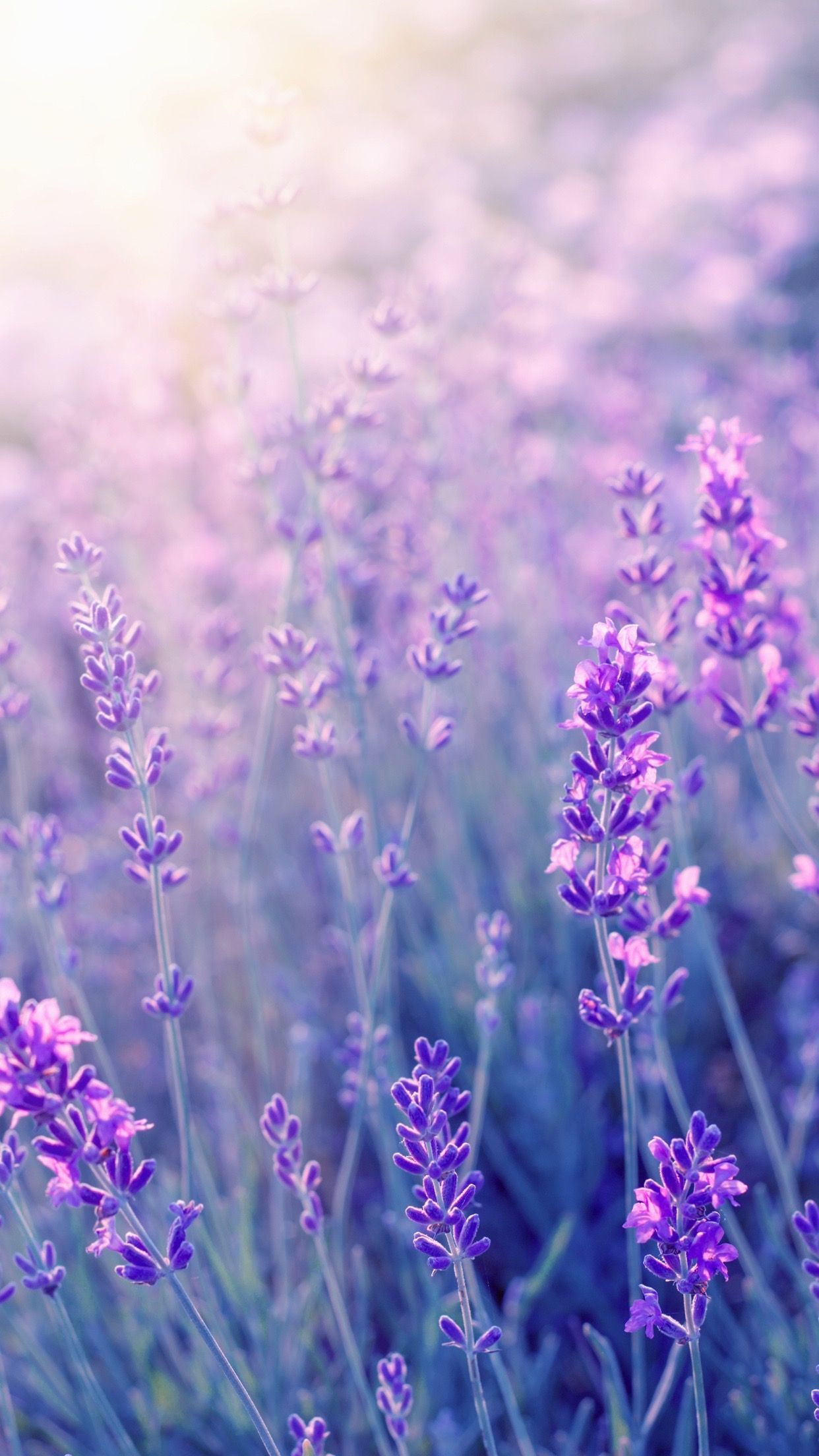Lavender. Purple flowers wallpaper, Flowers photography wallpaper, Flowers photography