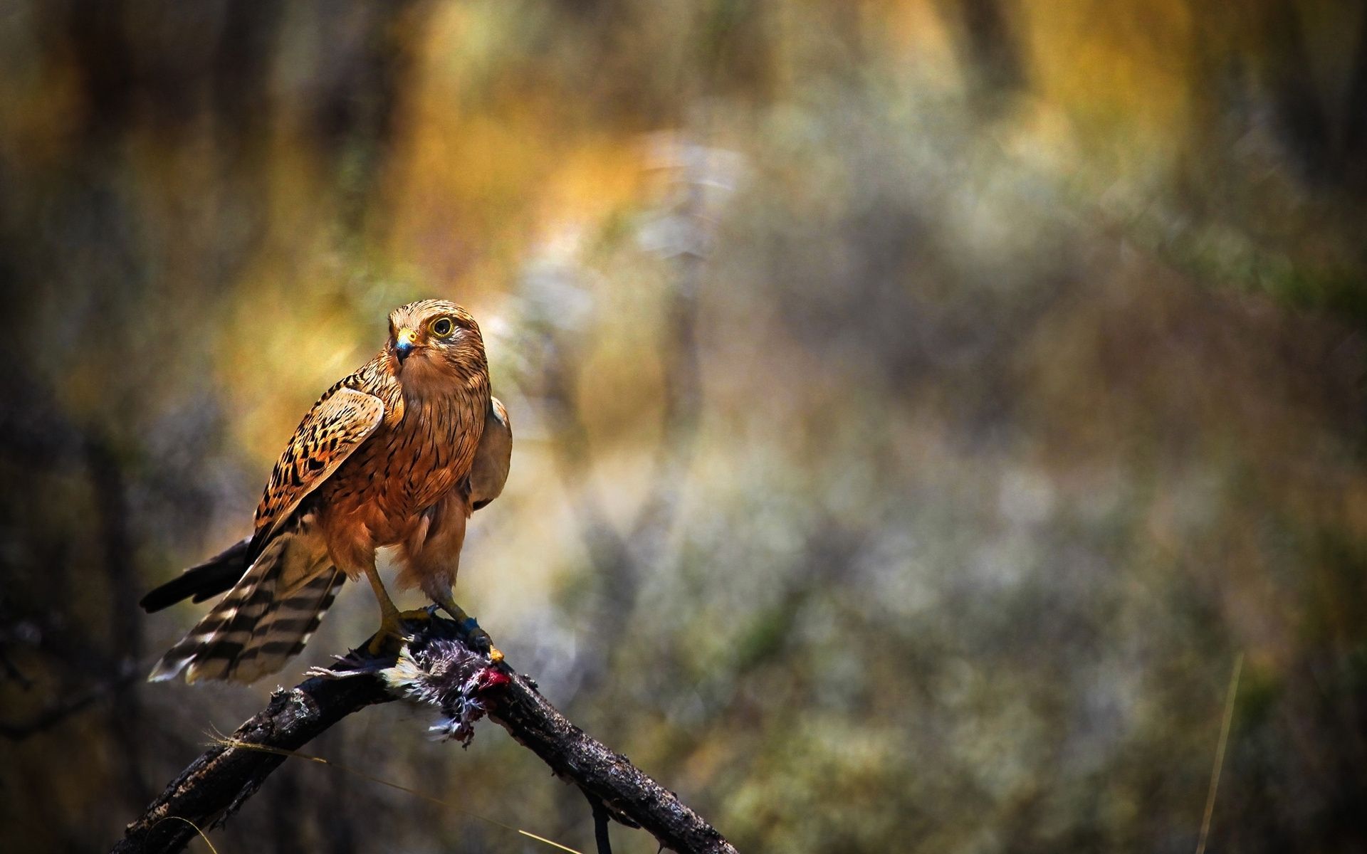 Hawk Picture. Hawk picture, Eagle wallpaper, Bird photo