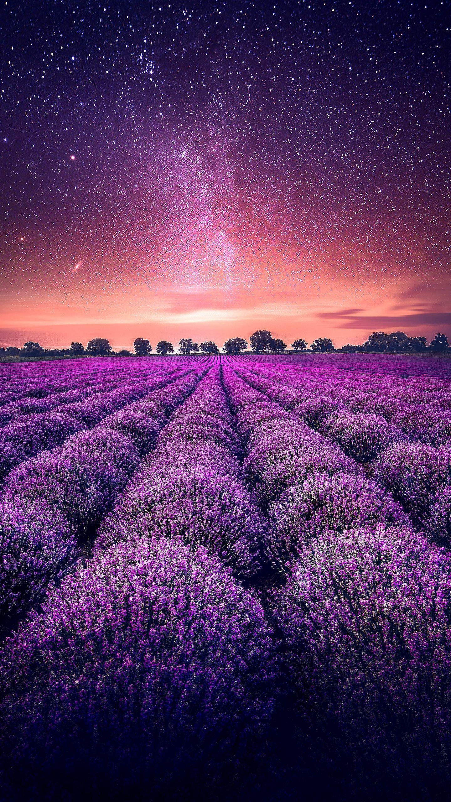 Lavender. apple. iphone. wallpaper#apple #iphone #lavender #wallpaper#apple #iphone #lavender #wallpaper. Field wallpaper, Nature photography, Lavender fields