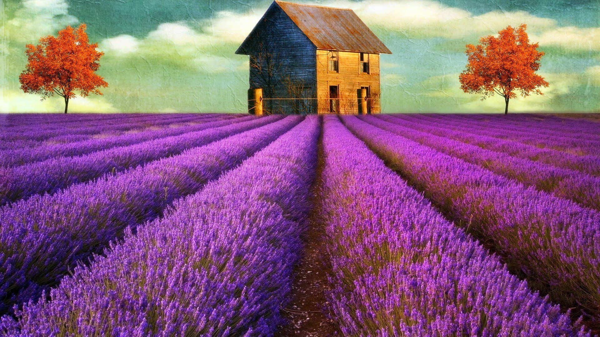 Free download Lavender Flowers Desktop Wallpaper High Definition High [1920x1080] for your Desktop, Mobile & Tablet. Explore Lavender Wallpaper. Purple Wallpaper, Blue Wallpaper, Purple and Silver Wallpaper