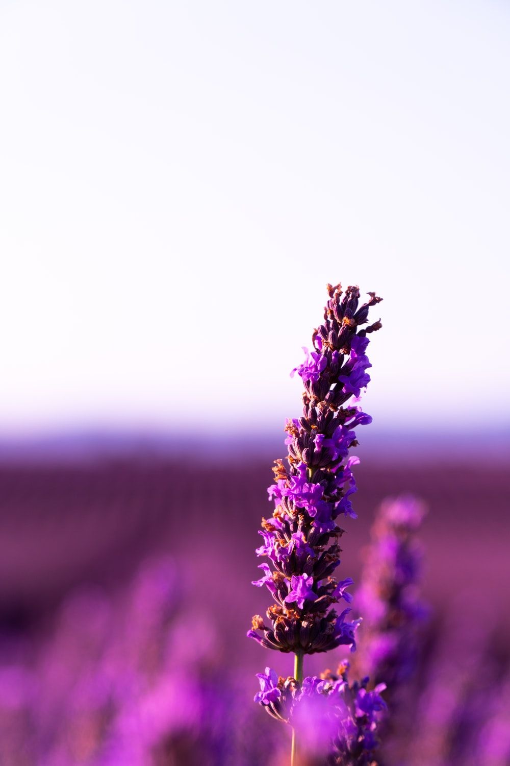 Lavender Picture. Download Free Image