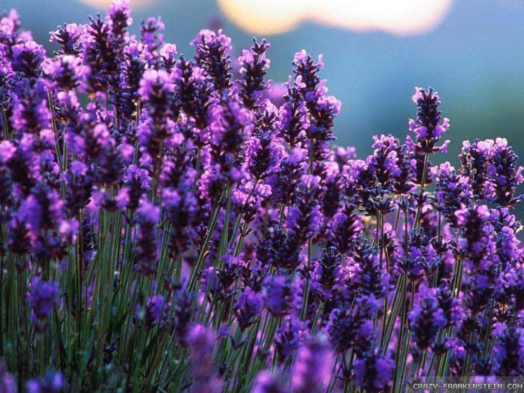 Widescreen Wallpaper Of Lavender, WP GBB 49 BsnSCB Gallery