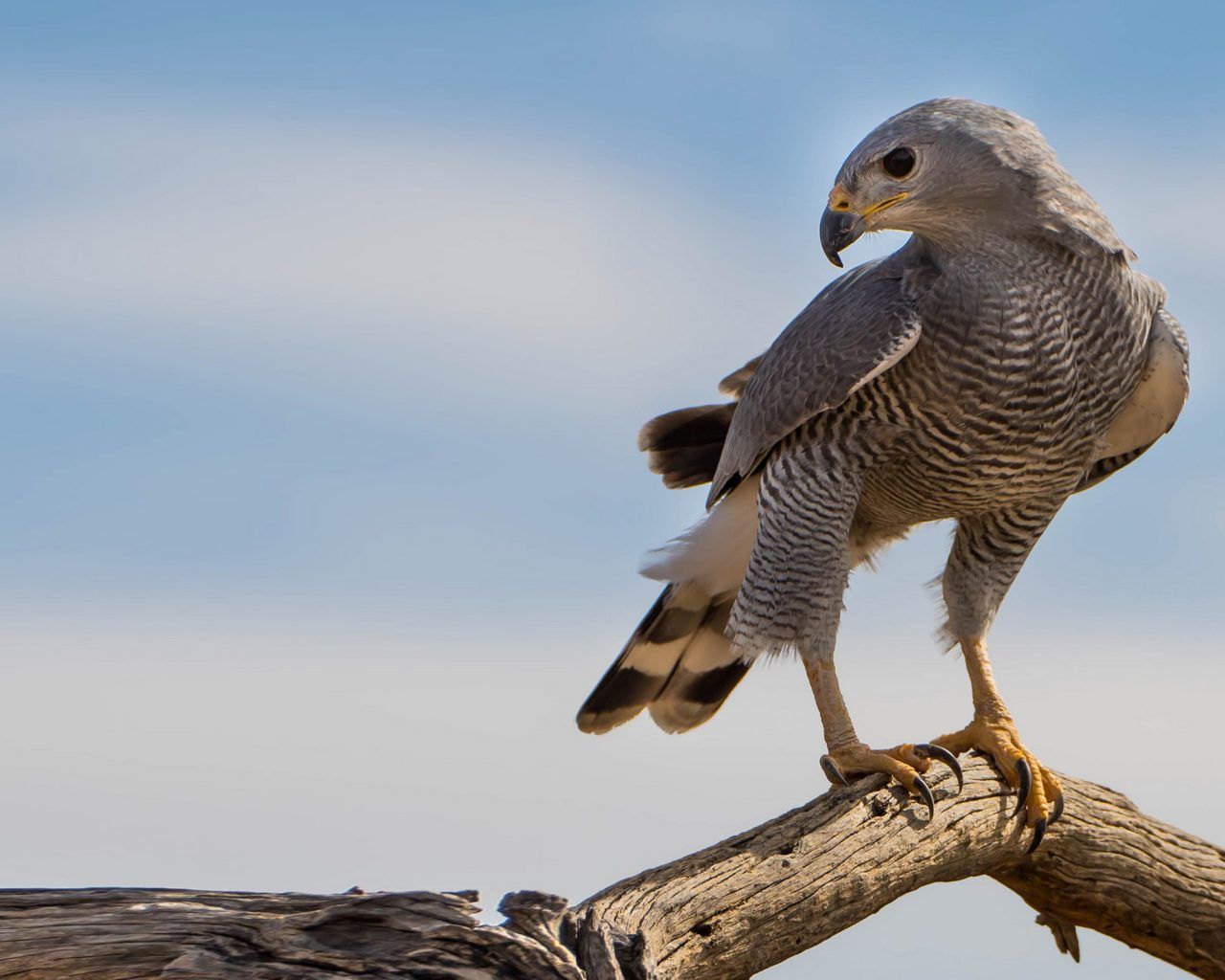 Gray Hawk Desktop Background 2560x1600, Wallpaper13.com