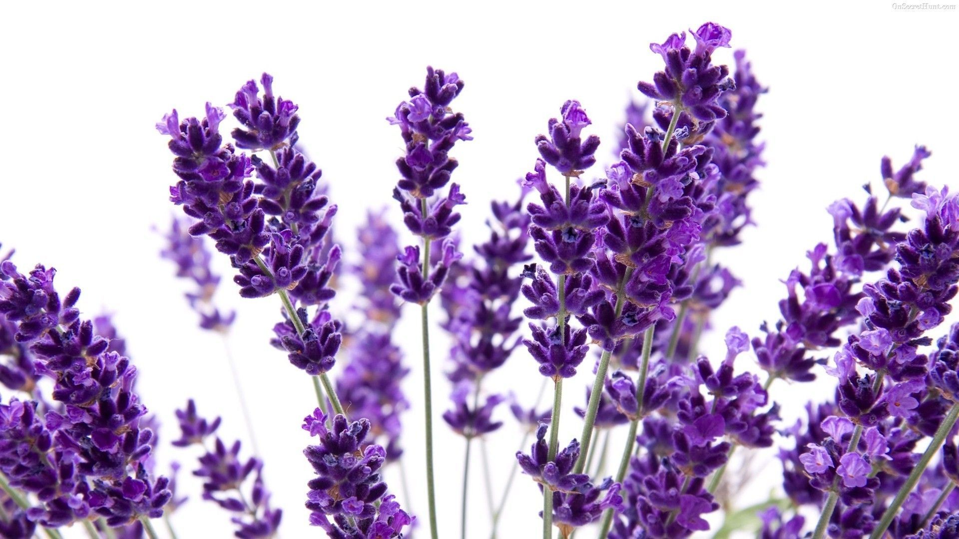 Lavender Wallpaper and Background HD Wallpaper of Lavender