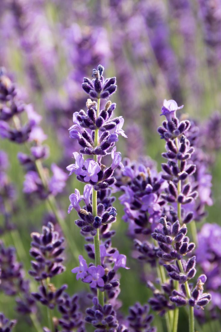 Munstead Lavender. Munstead lavender, Lavender seeds, Lavender plant