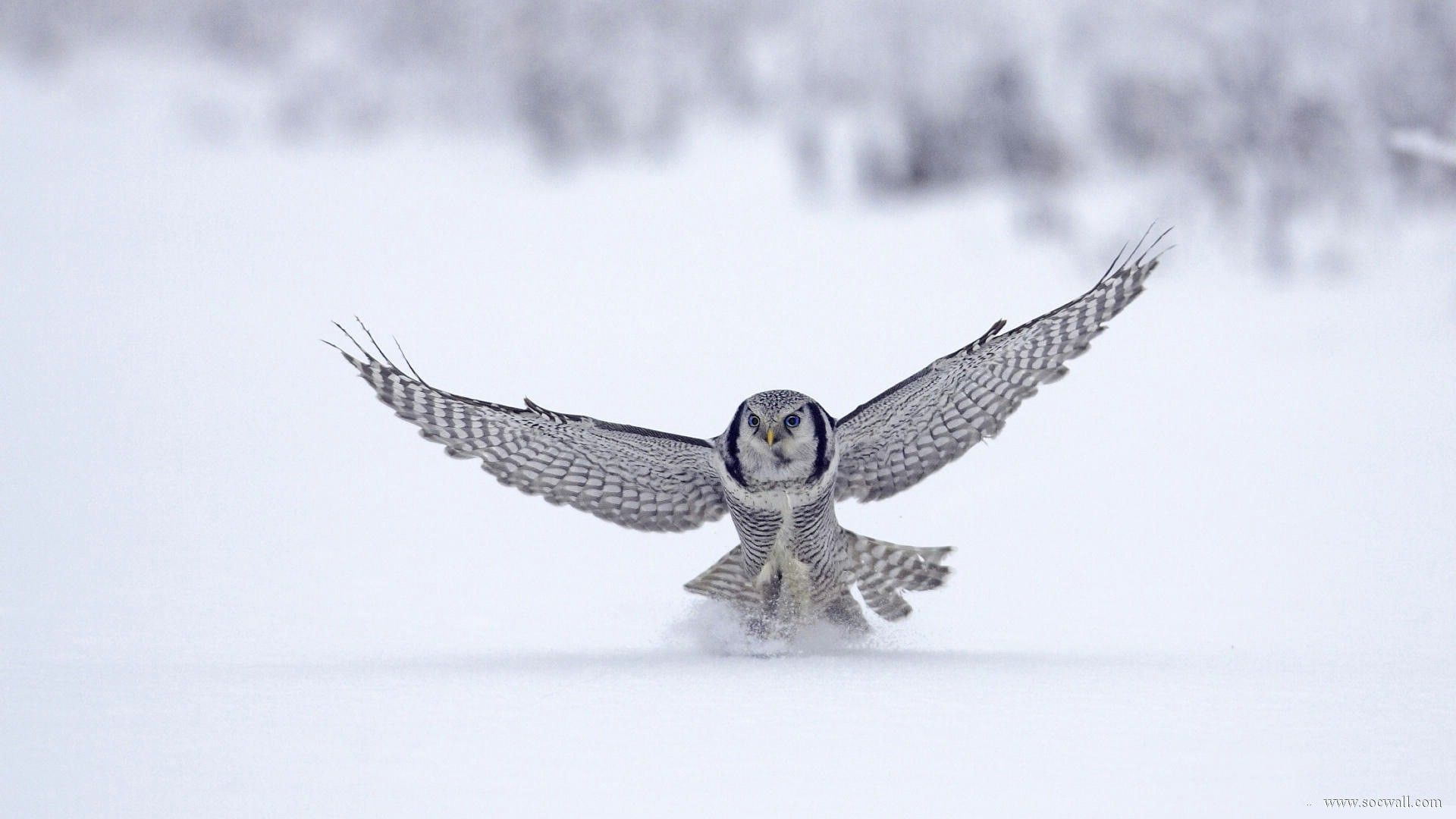 Northern Hawk Owl