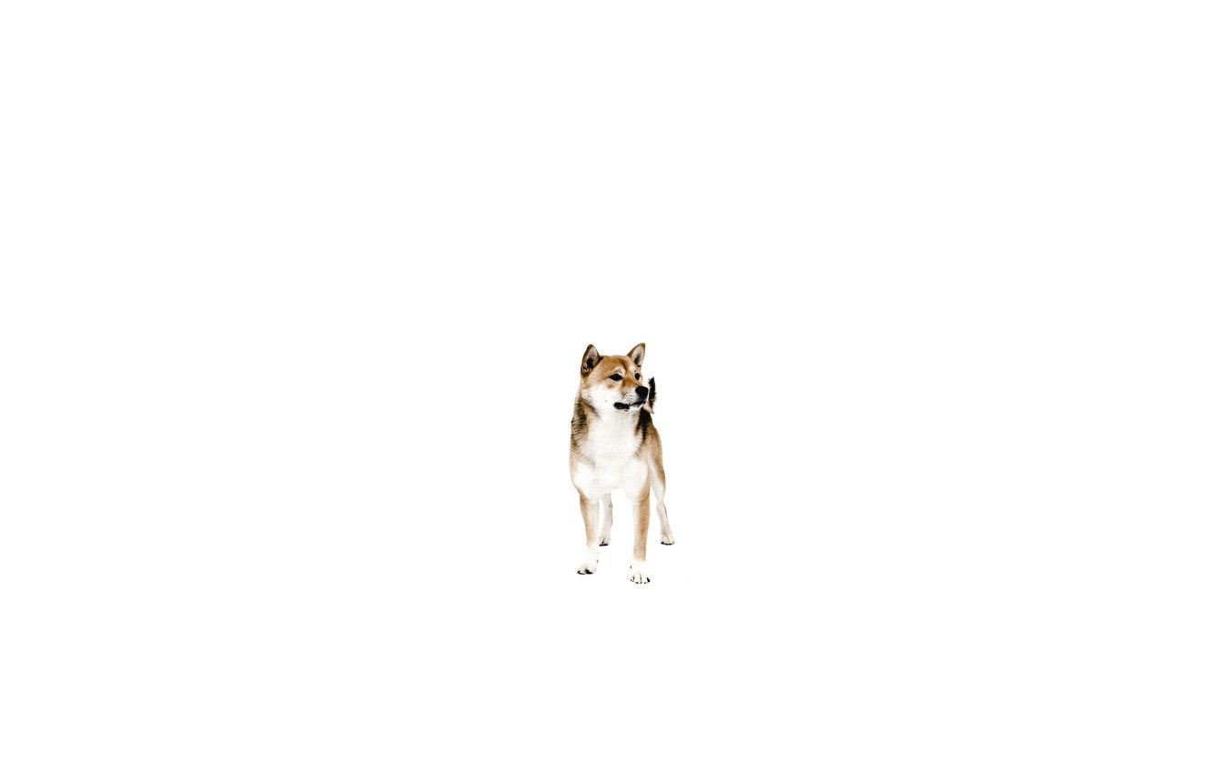 Wallpaper each, dog, minimalism, dog image for desktop, section минимализм