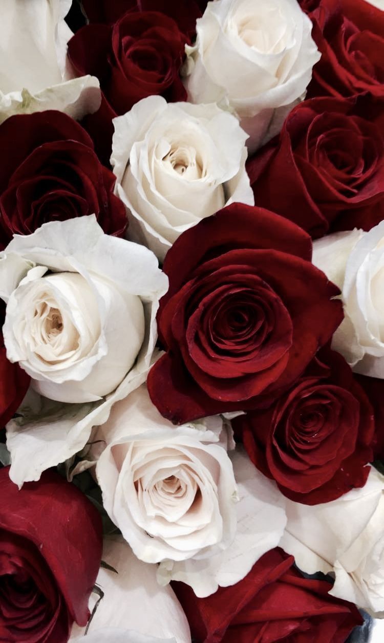 Red and White Roses Wallpaper