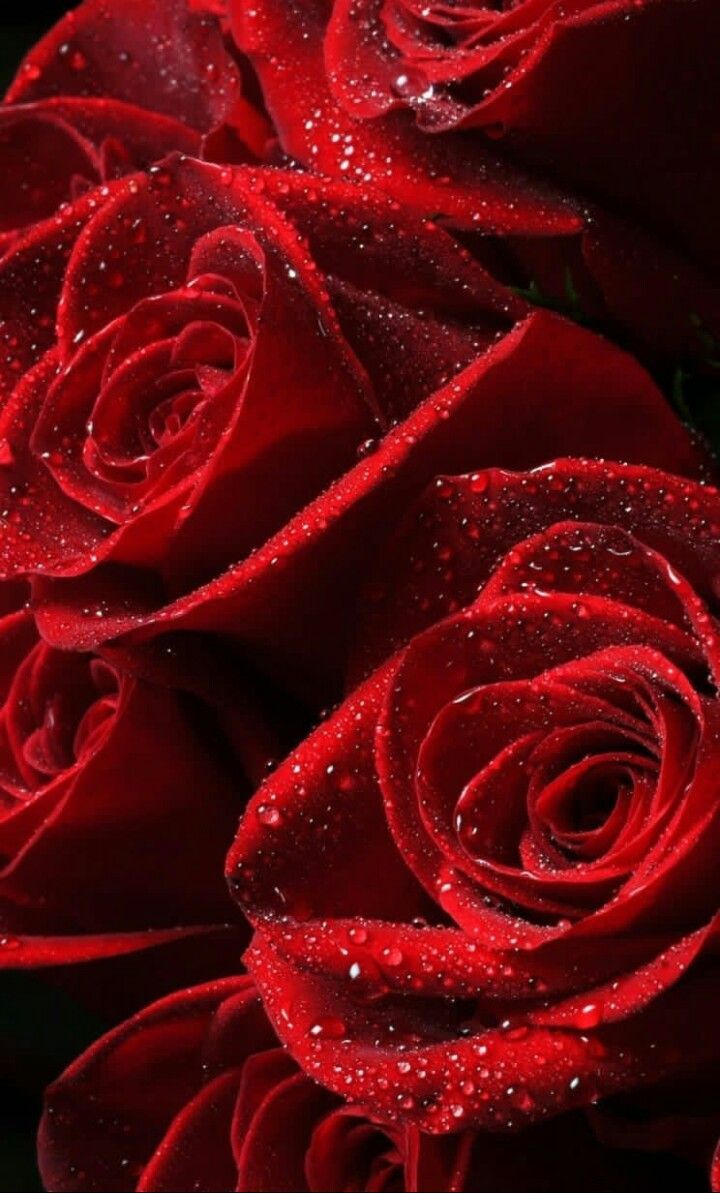 Red Roses Alive. Red rose picture, Rose wallpaper, Red roses