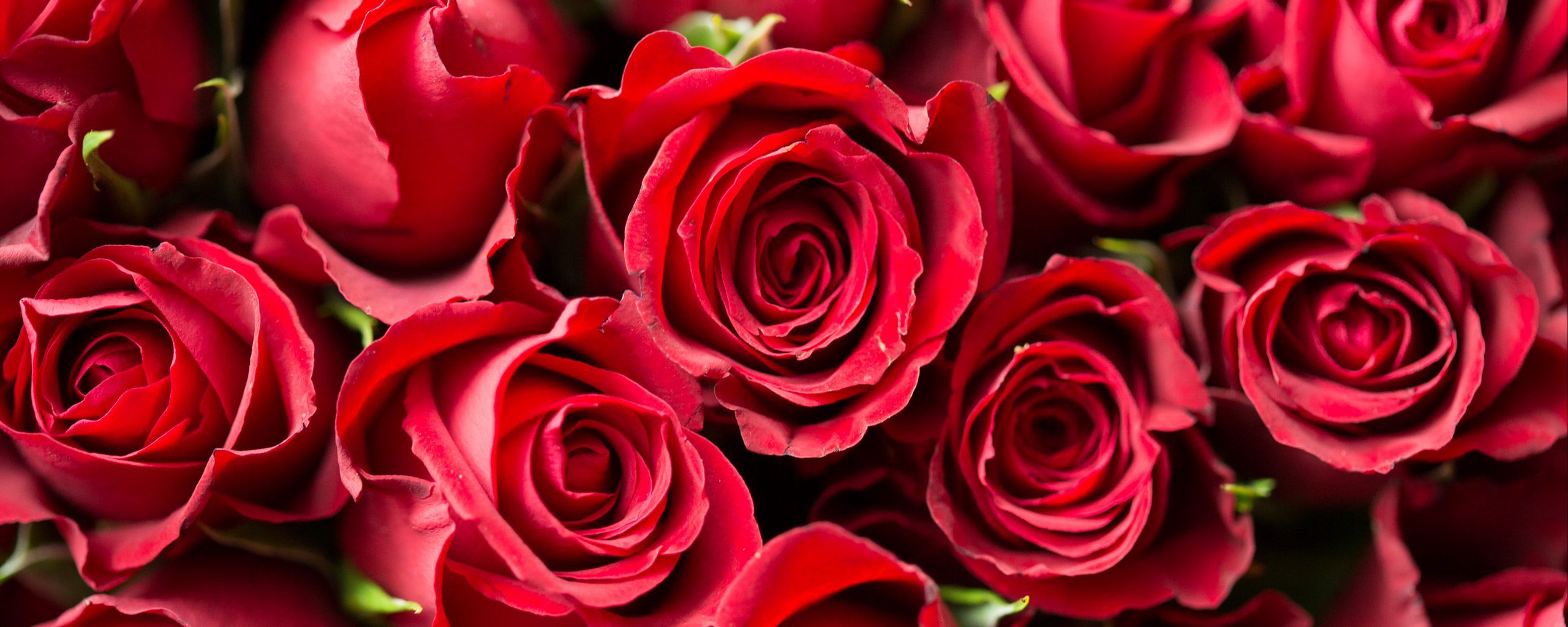 Download wallpaper 2560x1024 roses, red, flowers, bouquet ultrawide monitor HD background