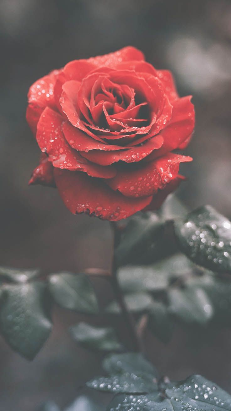 A Dozen Red Roses iPhone Wallpaper for Valentine's Day