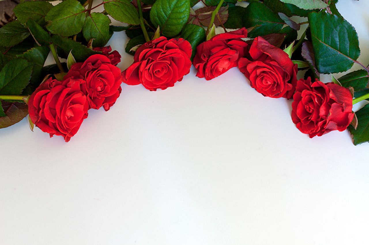 Desktop Wallpaper Red Roses Flowers greeting card
