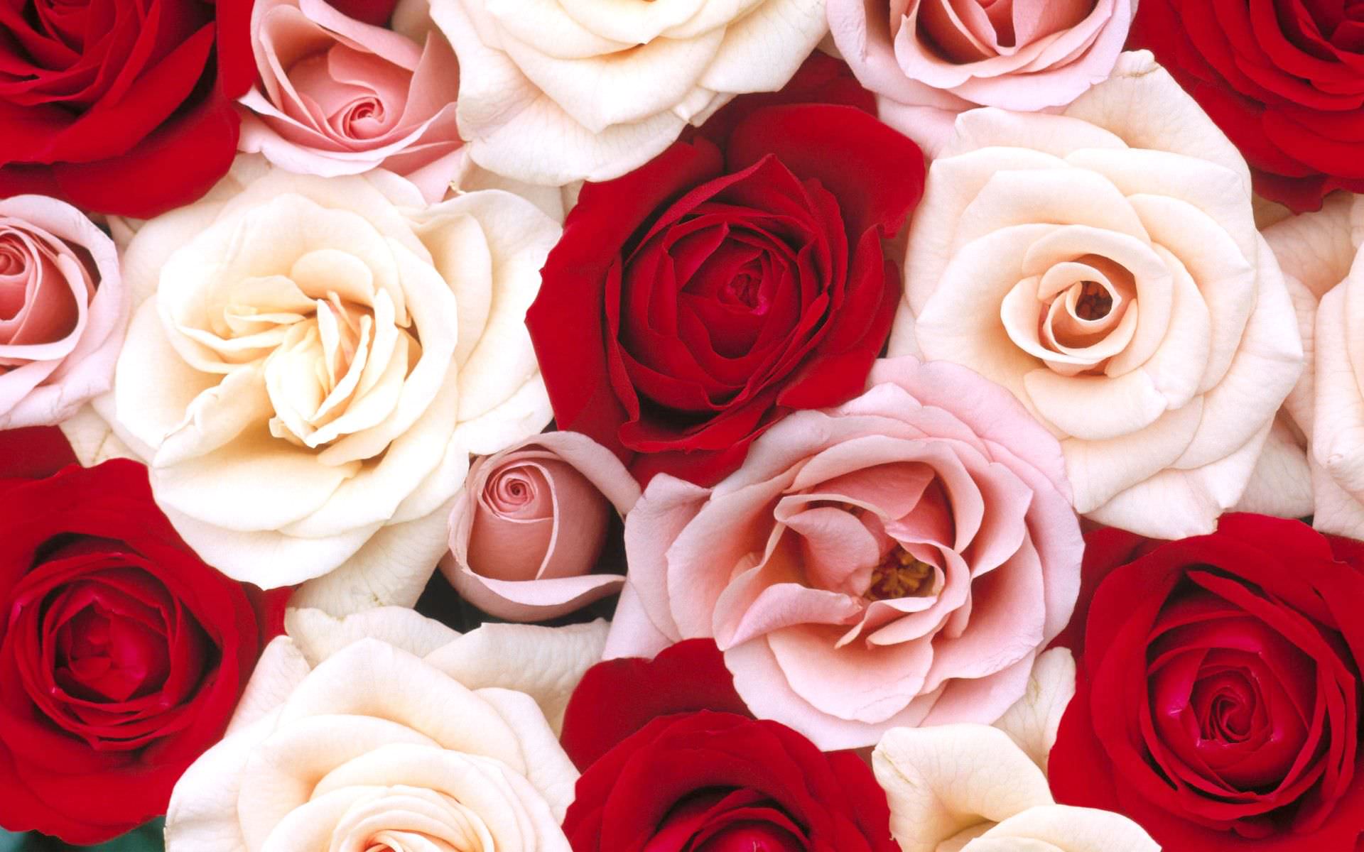 Roses Background, Wallpaper, Image, Picture. Design Trends PSD, Vector Downloads