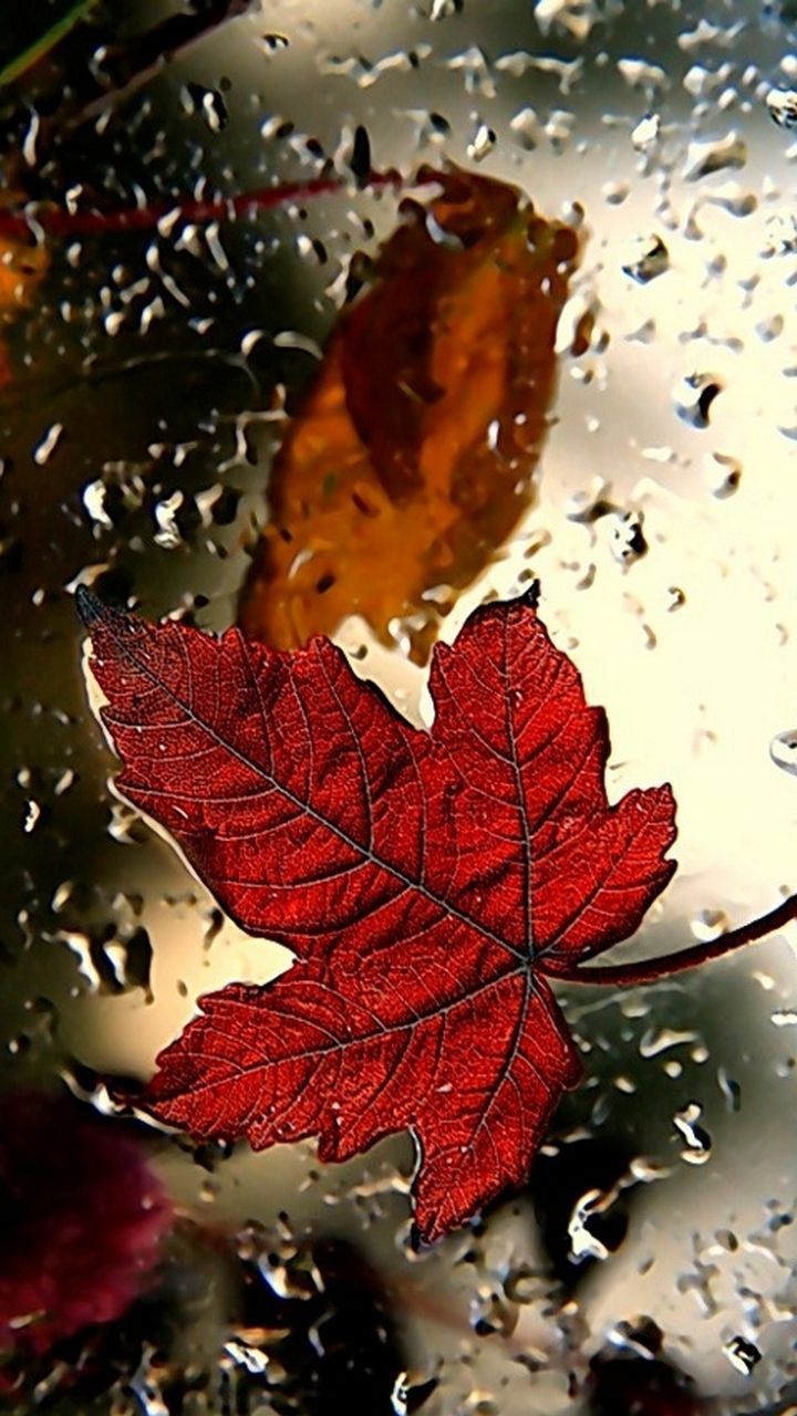 Winter leaves. Rain wallpaper, Red wallpaper
