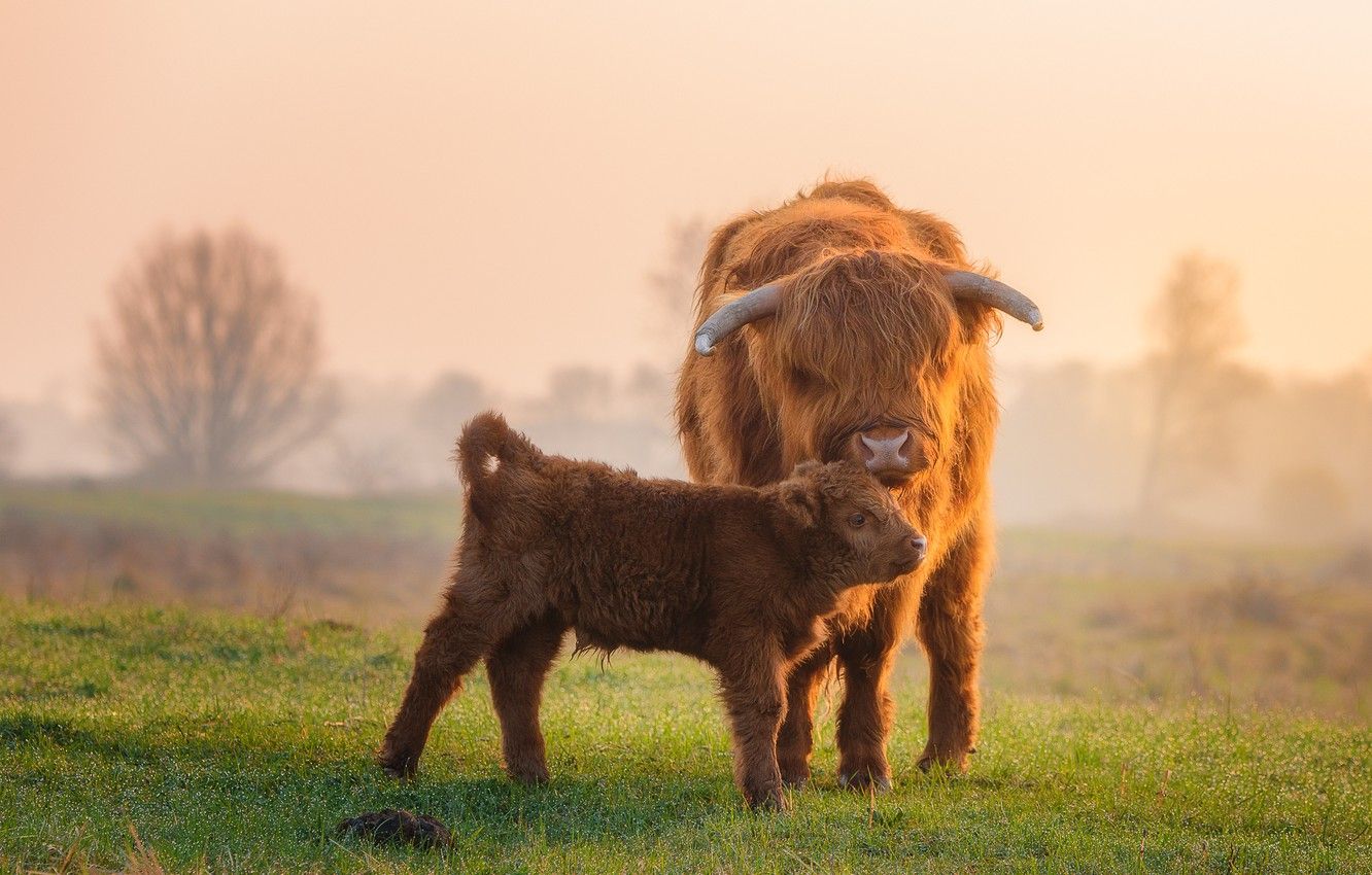 Wallpaper field, baby, calf, Scottish cow image for desktop, section животные