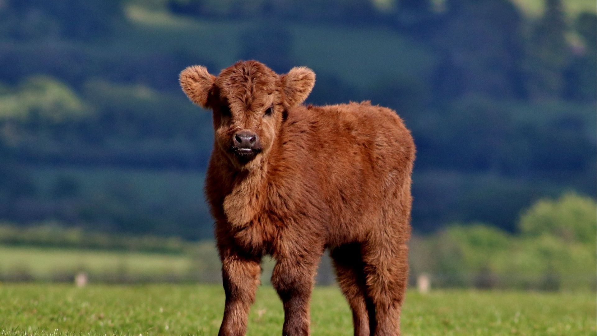 Wallpaper Calf, Cow, Fluffy, Grass