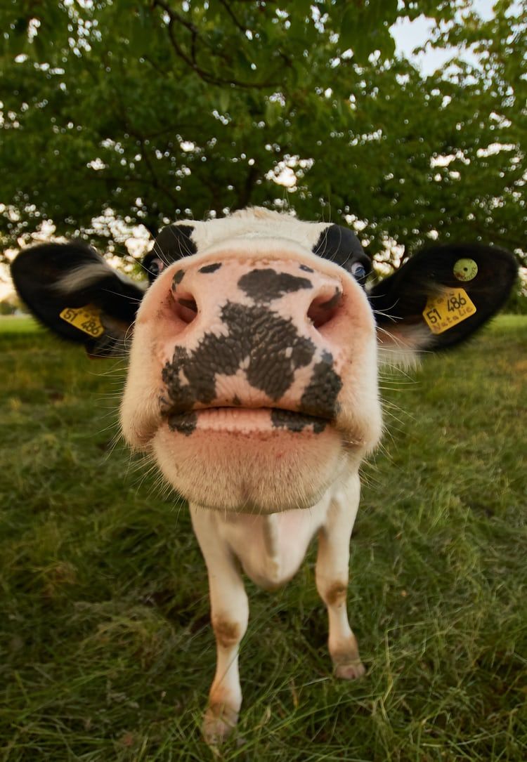 white and black cow photo