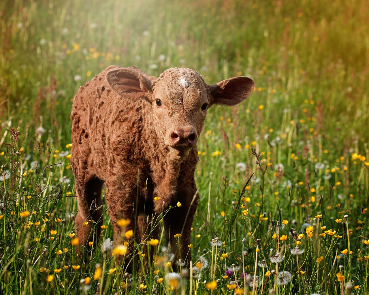 Desktop Wallpaper Baby Cow, Meadow, HD Image, Picture, Background, Gthjue