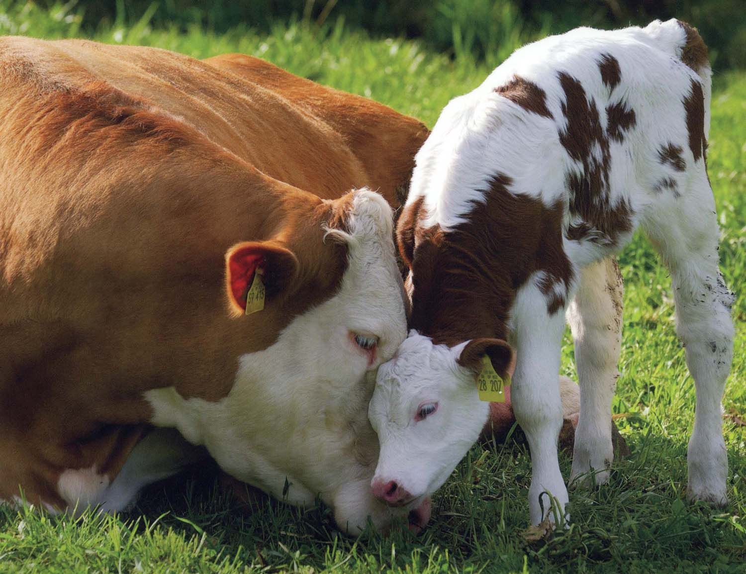 All World Wallpaper: Beautiful Baby Animals Wallpaper. Cute cows, Baby cows, Animals beautiful