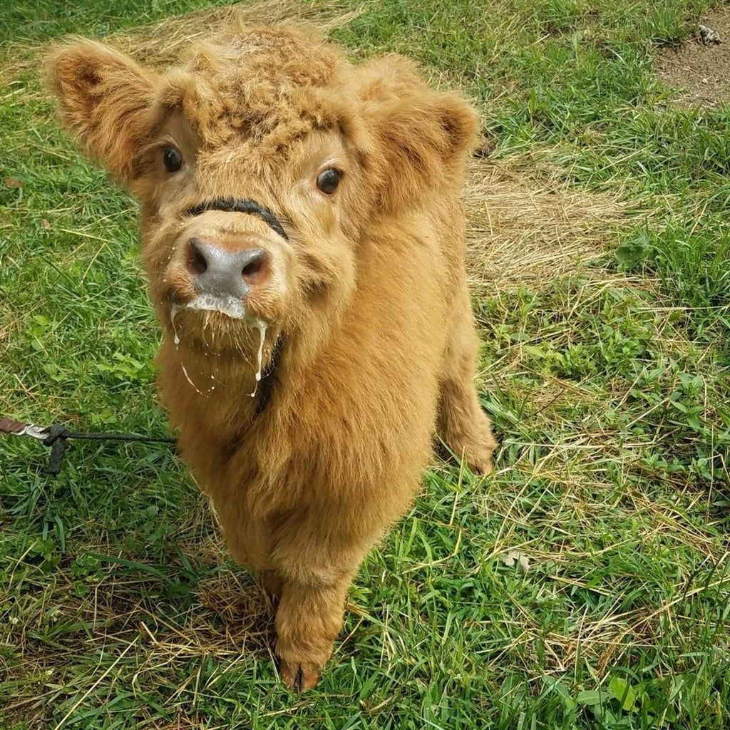Cute Fluffy Baby Cow