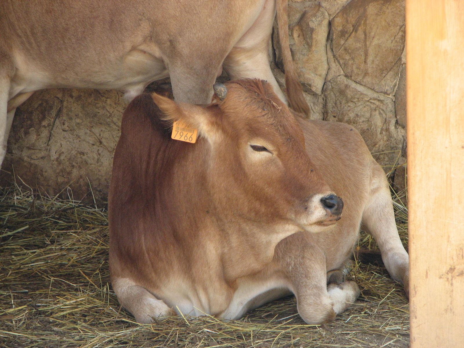 Baby Cow (calf) Zoo Algarve