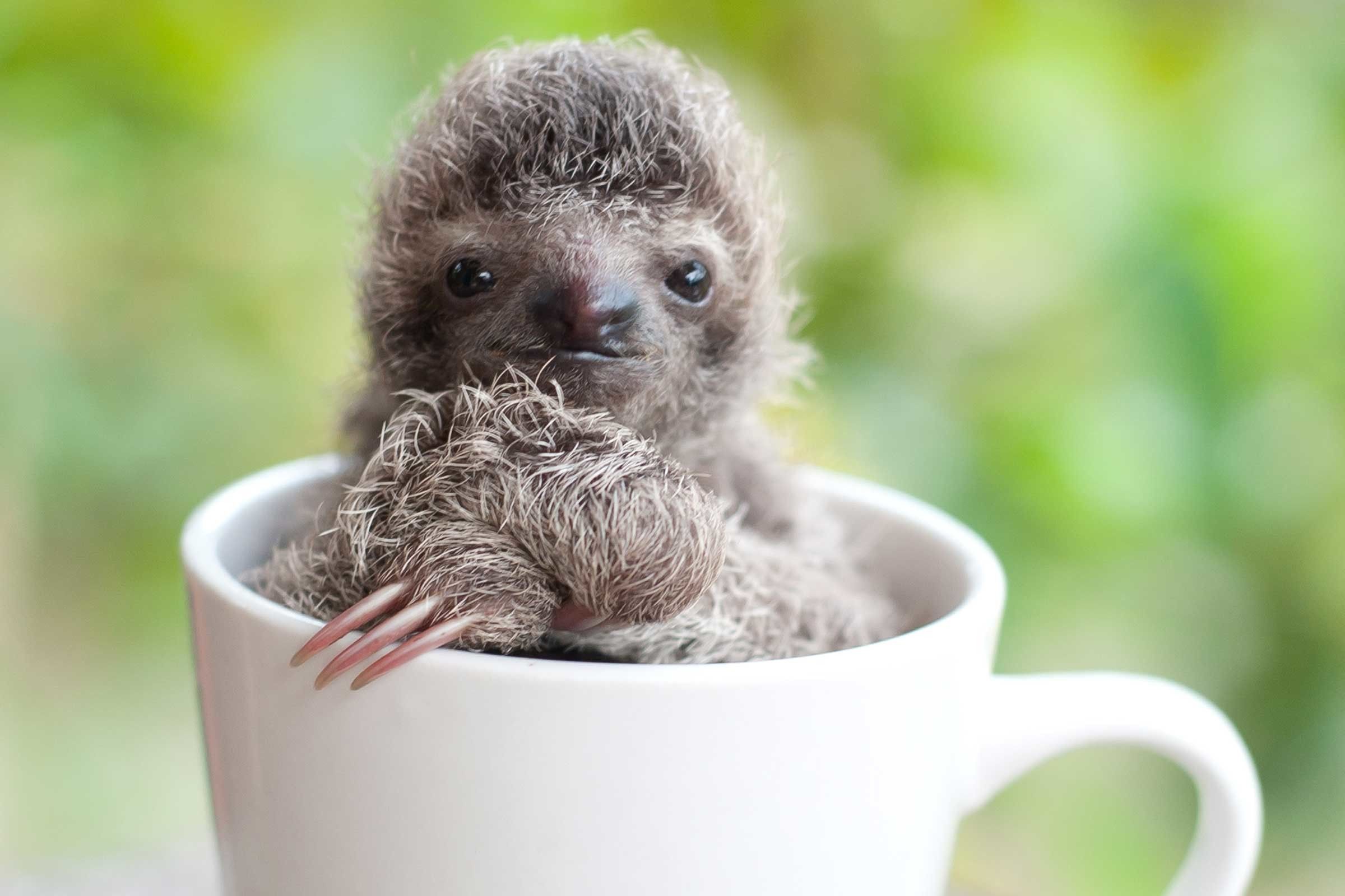 Cute Picture Of Baby Sloths Data Src Sloth In A Cup